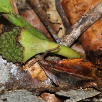 Lagenandra dewitii Crusio & A.de Graaf